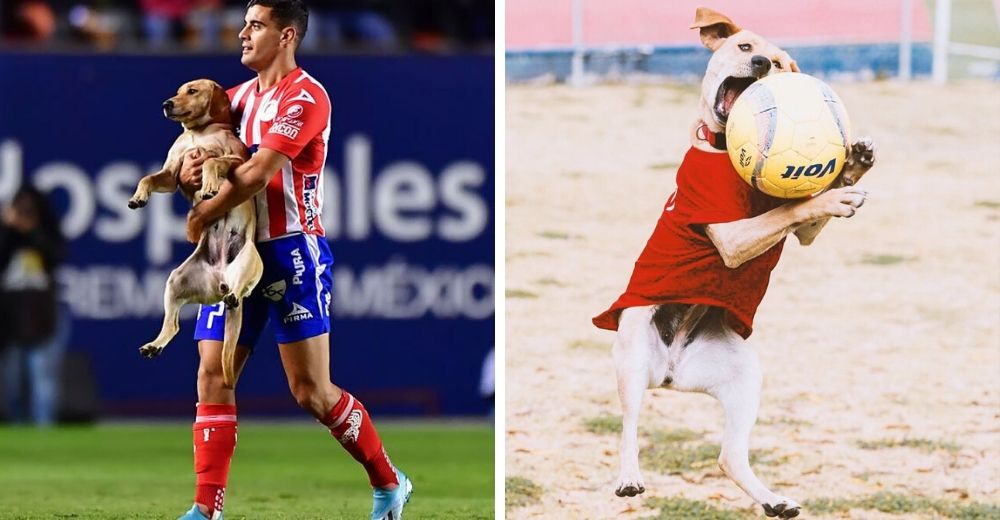 Encuentran a la perrita sin hogar que se filtró en un partido y la hacen mascota oficial Encuentran a la perrita sin hogar que se filtró en un partido y la hacen mascota oficial