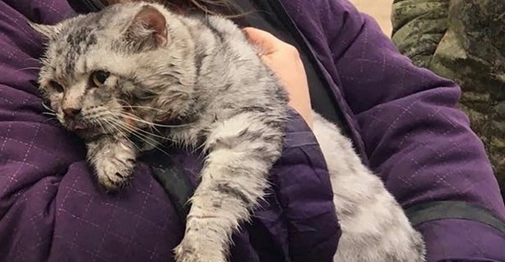 Los paramédicos y los bomberos reaniman a un gato rescatado de una casa en llamas Los paramédicos y los bomberos reaniman a un gato rescatado de una casa en llamas