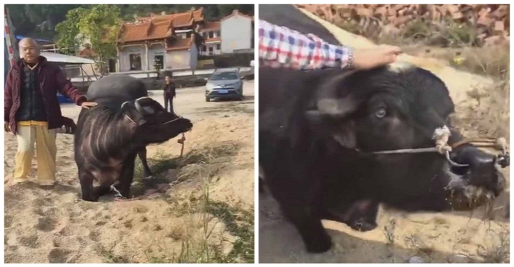 Vaca aterrorizada se arrodilla en un matadero suplicando que le perdonen la vida