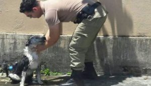 Captan al sargento que se acercó a un perro que colapsó por el intenso calor