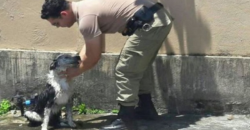 Captan al sargento que se acercó a un perro que colapsó por el intenso calor