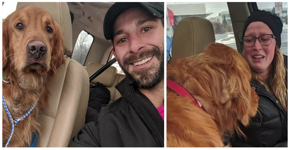 Hallan al perro que desapareció en Navidad tras sufrir un accidente de tránsito con su familia