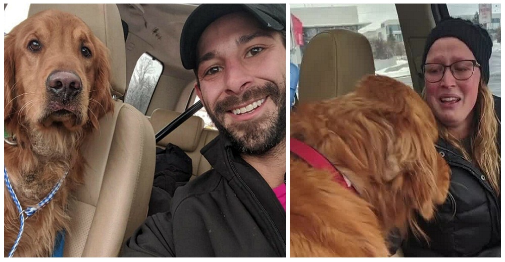 Hallan al perro que desapareció en Navidad tras sufrir un accidente de tránsito con su familia Hallan al perro que desapareció en Navidad tras sufrir un accidente de tránsito con su familia
