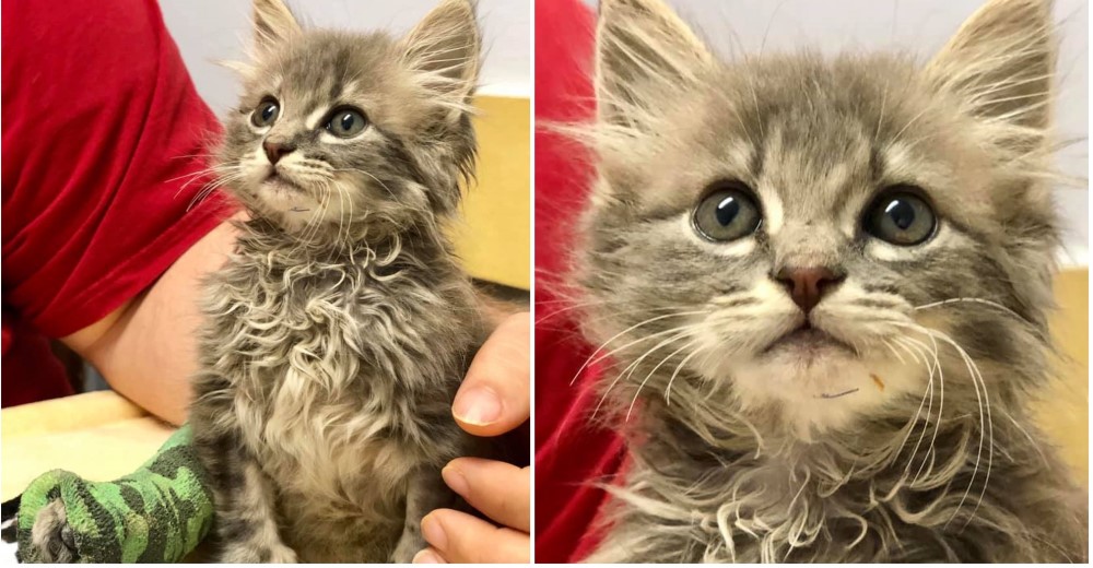 Con su tierna mirada cautivó a una pareja que no dudó en salvarlo y ofrecerle su amor Con su tierna mirada cautivó a una pareja que no dudó en salvarlo y ofrecerle su amor