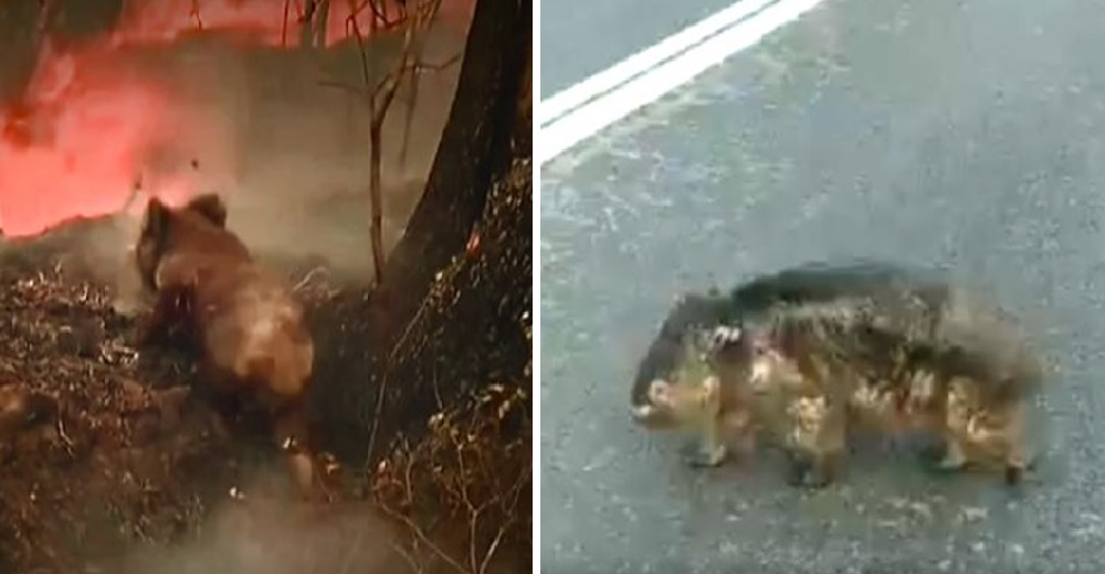 Wombat carbonizado y herido cruza la carretera buscando desesperadamente alimento en Australia