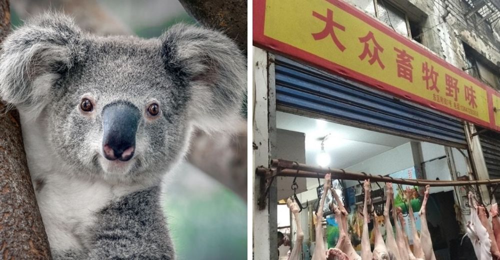 El consumo de koalas y otros animales que se vendían como alimento causó el coronavirus mortal