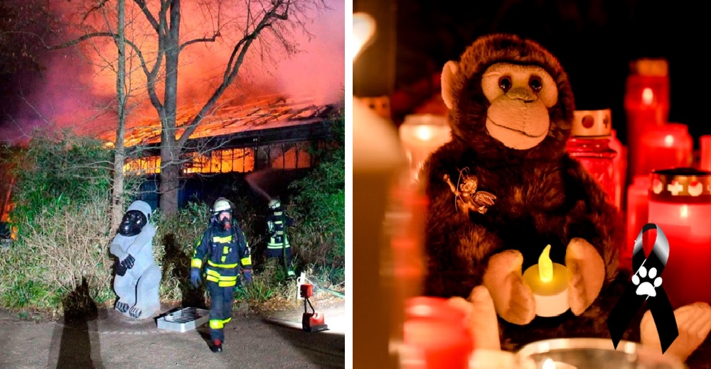 Más de 30 primates mueren en un voraz incendio a causa de una linterna voladora en Año Nuevo Más de 30 primates mueren en un voraz incendio a causa de una linterna voladora en Año Nuevo