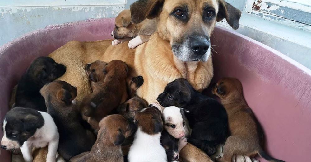 Bomberos logran reunir a una madre desnutrida junto a sus 13 cachorros tras un heroico rescate