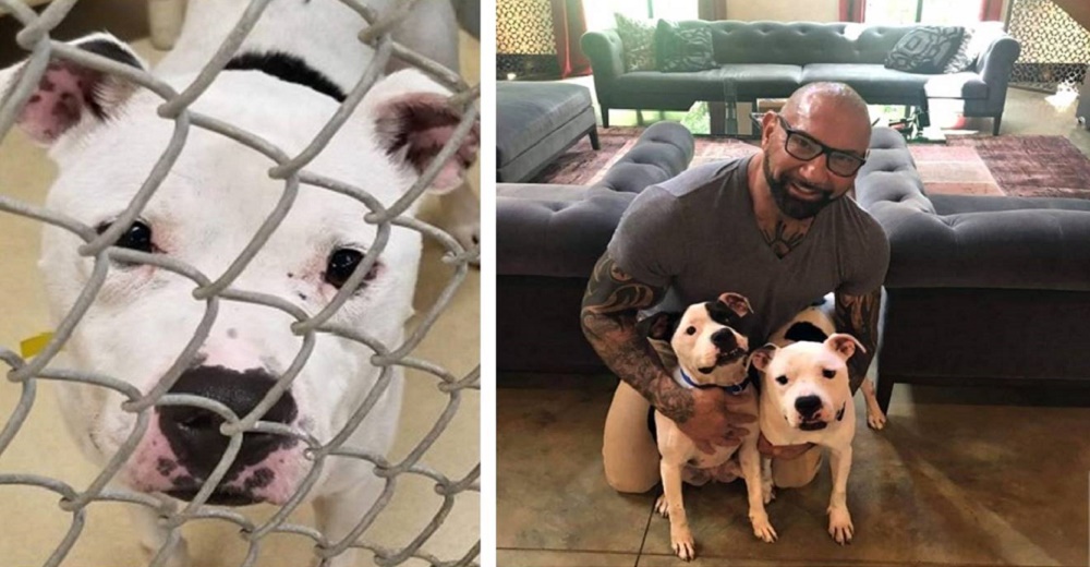 La súplica desesperada de un refugio para 2 pitbulls inseparables hace que un actor intervenga La súplica desesperada de un refugio para 2 pitbulls inseparables hace que un actor intervenga