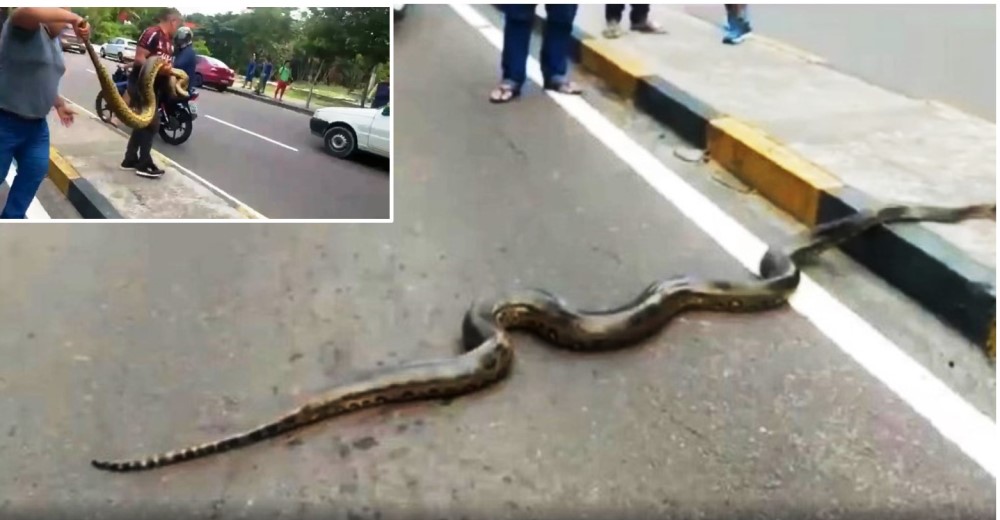 Peligrosa anaconda causa un caos en plena vía transitada y dos hombres le dan una mano amiga