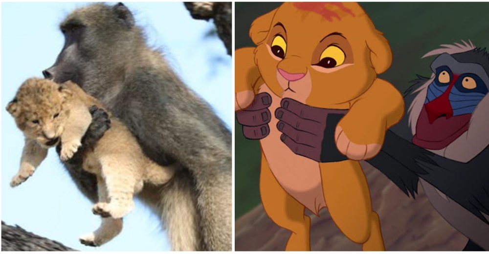 Un babuino recrea la mítica escena del Rey León, pero no es tan conmovedor como parece