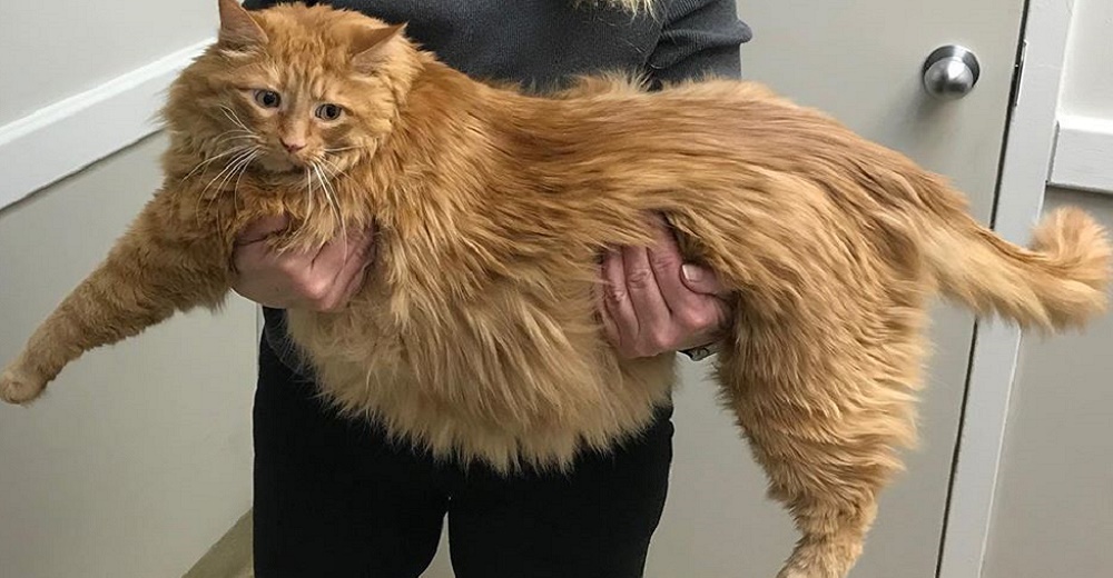 El emotivo rescate del gato obeso que se quedó en la calle tras la muerte de su dueño El emotivo rescate del gato obeso que se quedó en la calle tras la muerte de su dueño