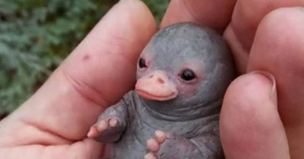 Muchos compartieron la foto del adorable bebé ornitorrinco pero en realidad no era un animal