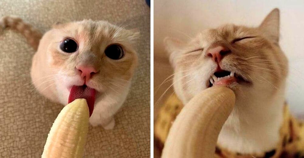Gatito glotón se hace viral por las inapropiadas fotos que muestran su gusto por los plátanos