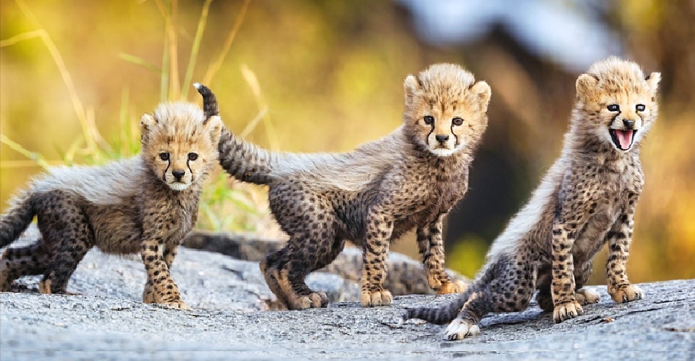 Espera 6 días hasta que logra capturar los primeros pasos de estos adorables bebés en libertad