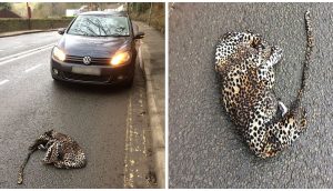Detiene su auto para auxiliar a un “leopardo” lesionado que yacía en la carretera