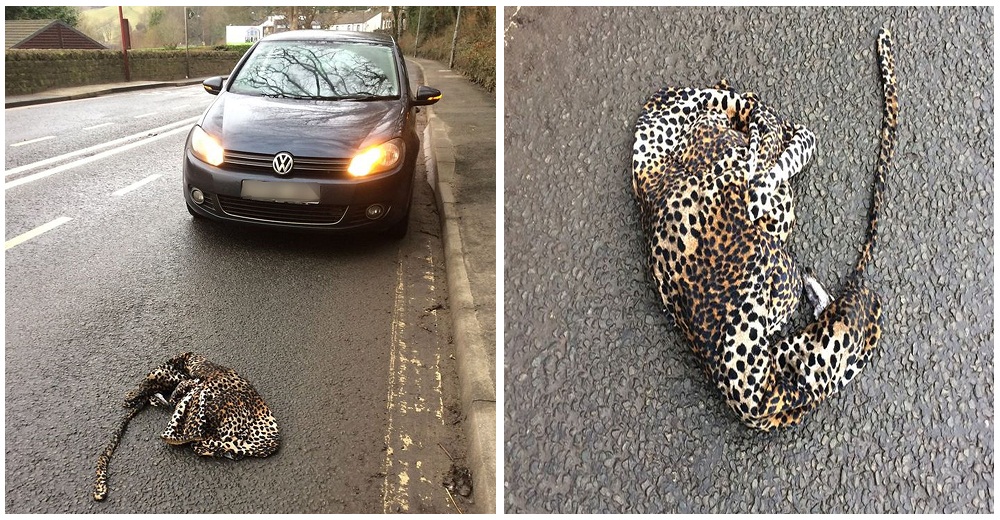 Detiene su auto atemorizado para auxiliar a un “leopardo” que yacía herido en la carretera