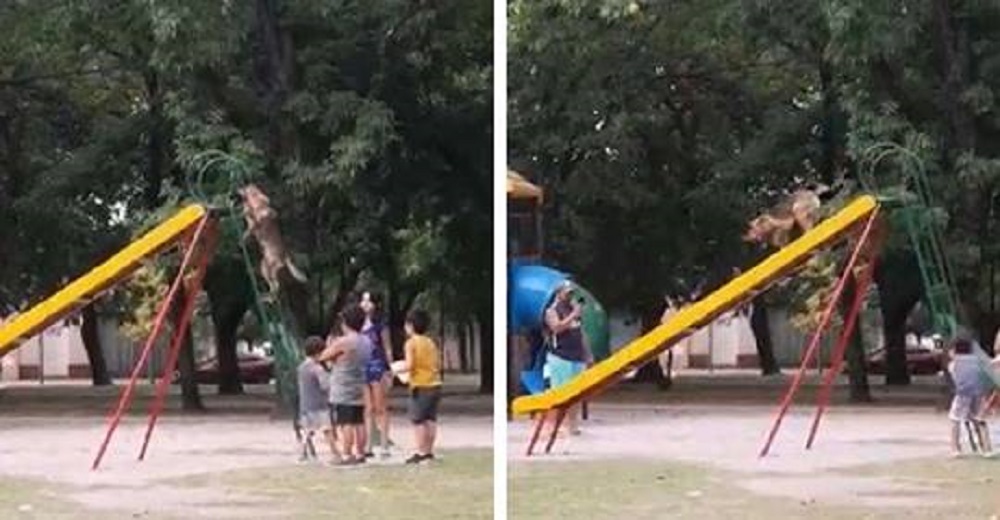 Perrita se adueña del tobogán del parque y los niños reaccionan Perrita se adueña del tobogán del parque y los niños reaccionan