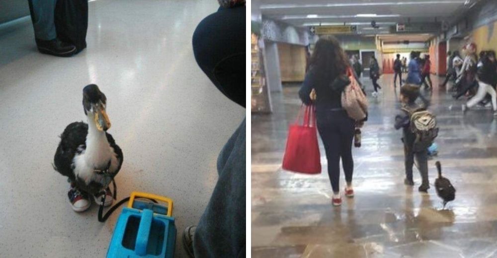 Los viajeros quedan impresionados al ver una patita con zapatos junto a un niño en el metro