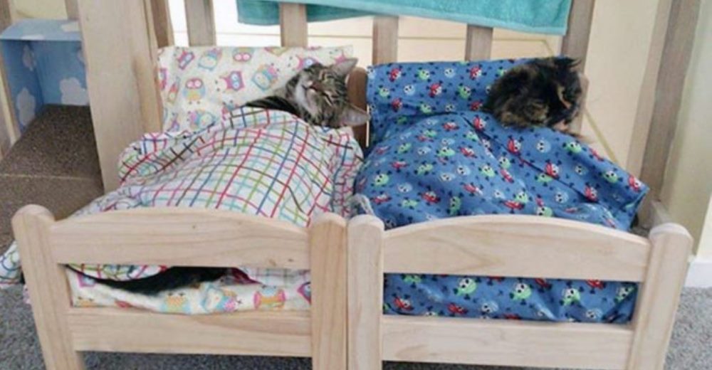 IKEA dona camas hechas a la medida para los gatos que esperan ser adoptados en un refugio IKEA dona camas hechas a la medida para los gatos que esperan ser adoptados en un refugio
