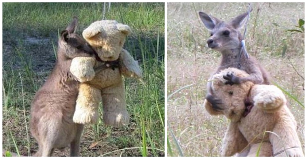 Canguro huérfano se aferra a un oso de peluche para superar su trauma tras los incendios