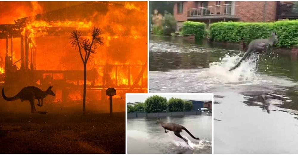 Canguros lucharon por escapar de los incendios, ahora huyen de las inundaciones por las lluvias