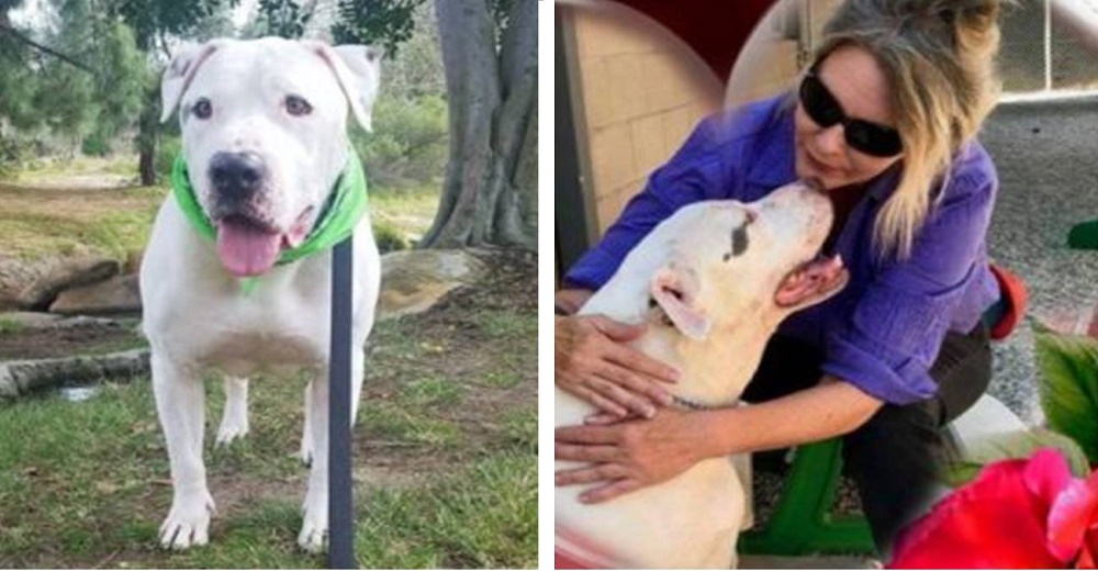Iban a sacrificar a un perrito de 9 años con cáncer abandonado por sus dueños, pero todo cambió Iban a sacrificar a un perrito de 9 años con cáncer abandonado por sus dueños, pero todo cambió