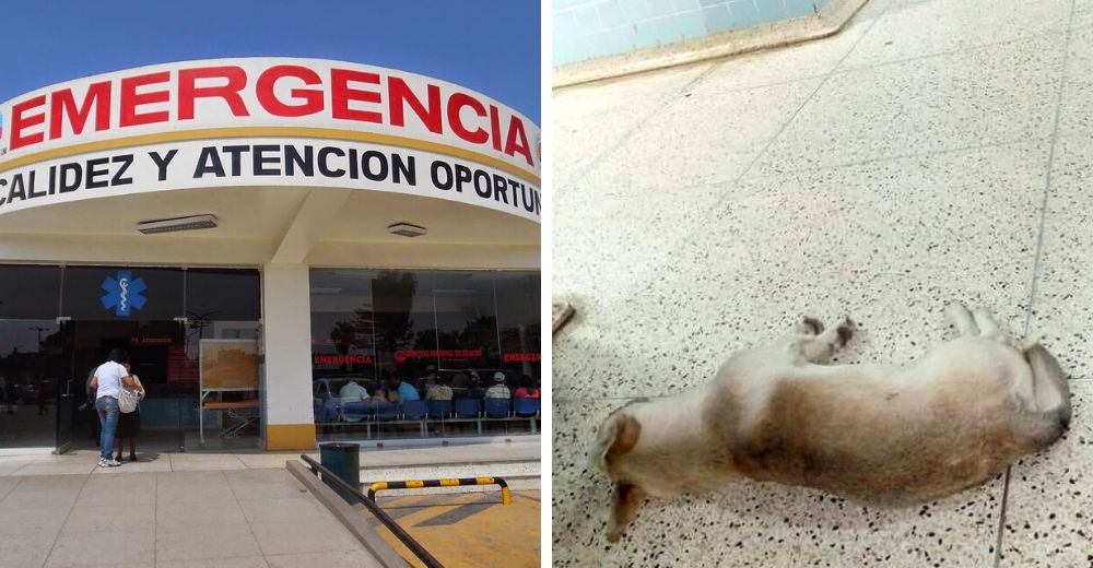 Buscan hogar para el perrito que esperó un mes en el hospital a su dueño sin saber que murió