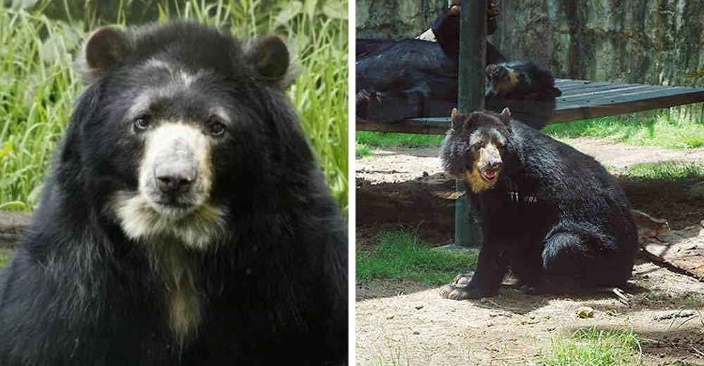 El injusto fallo de un tribunal que prohíbe la liberación de Chucho, el oso–»No tienen derechos»