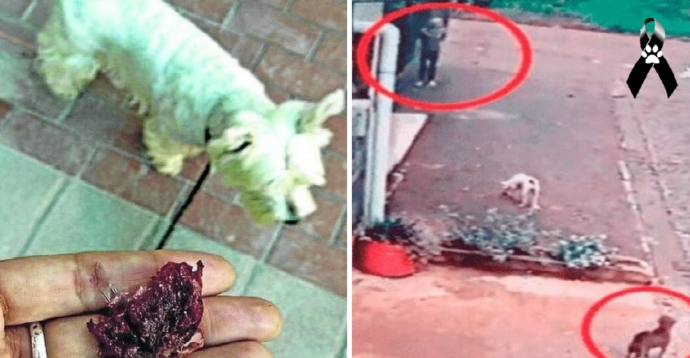 Encuentra a su perro sin vida y al revisar las cámaras de seguridad descubre al culpable