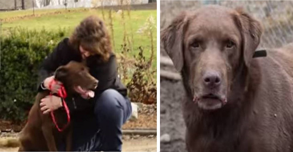 Rescatan a 166 animales y entre esos hallan a un perro que llevaba 5 años desaparecido