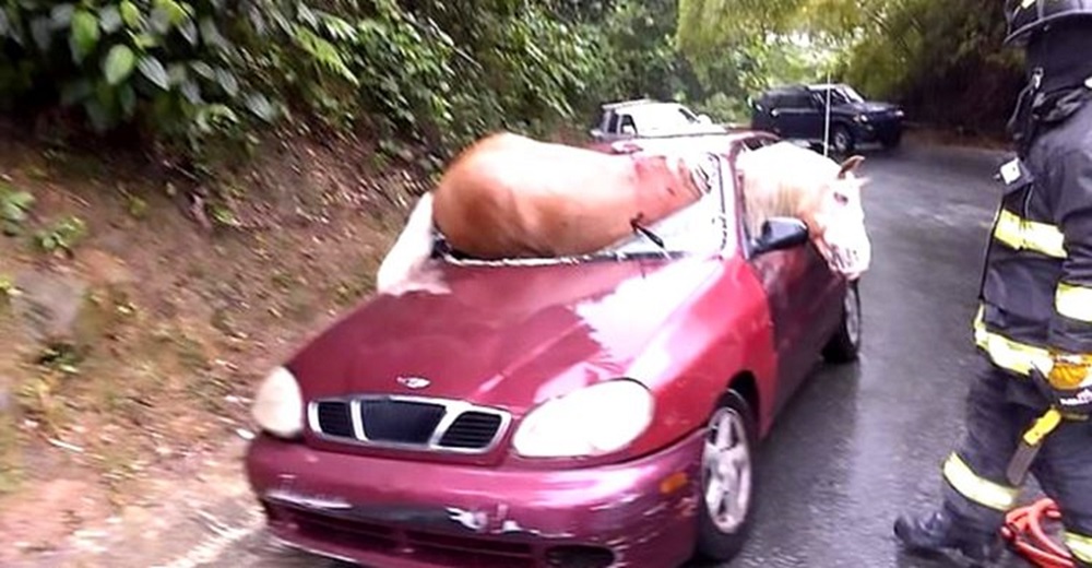 Caballo lucha por vivir al quedar atrapado dentro del parabrisas de un auto tras ser atropellado Caballo lucha por vivir al quedar atrapado dentro del parabrisas de un auto tras ser atropellado