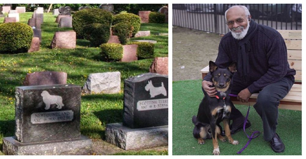 Encuentra a su perro muerto en la carretera, lo entierra y días después aparece vivo Encuentra a su perro muerto en la carretera, lo entierra y días después aparece vivo