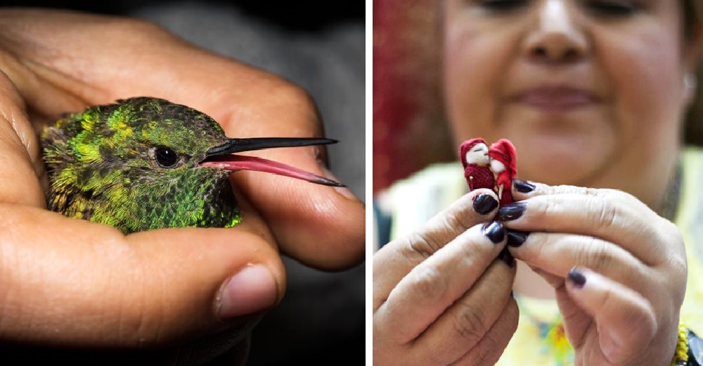 Usan el cuerpo de colibríes sin vida en indignantes rituales para conseguir el amor Usan el cuerpo de colibríes sin vida en indignantes rituales para conseguir el amor