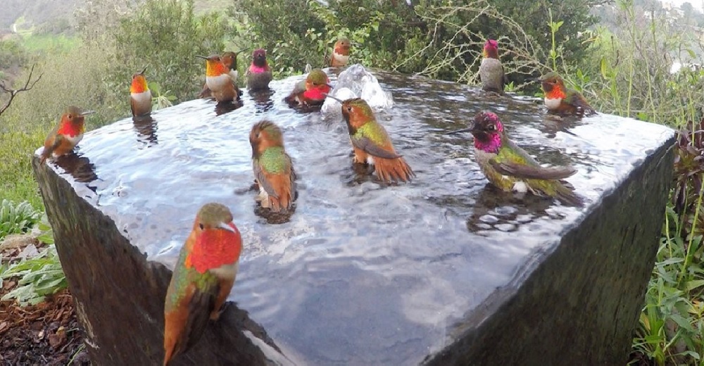 Cámara oculta graba a 20 hermosos colibríes disfrutando de una tierna “Fiesta en la Piscina”