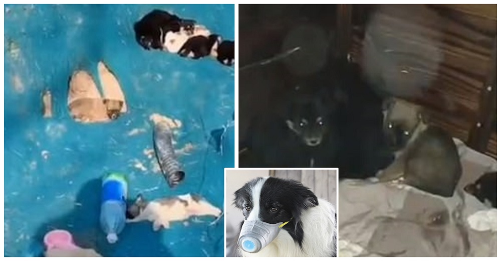 Cientos de mascotas son halladas en la basura por el miedo al contagio del coronavirus Cientos de mascotas son halladas en la basura por el miedo al contagio del coronavirus