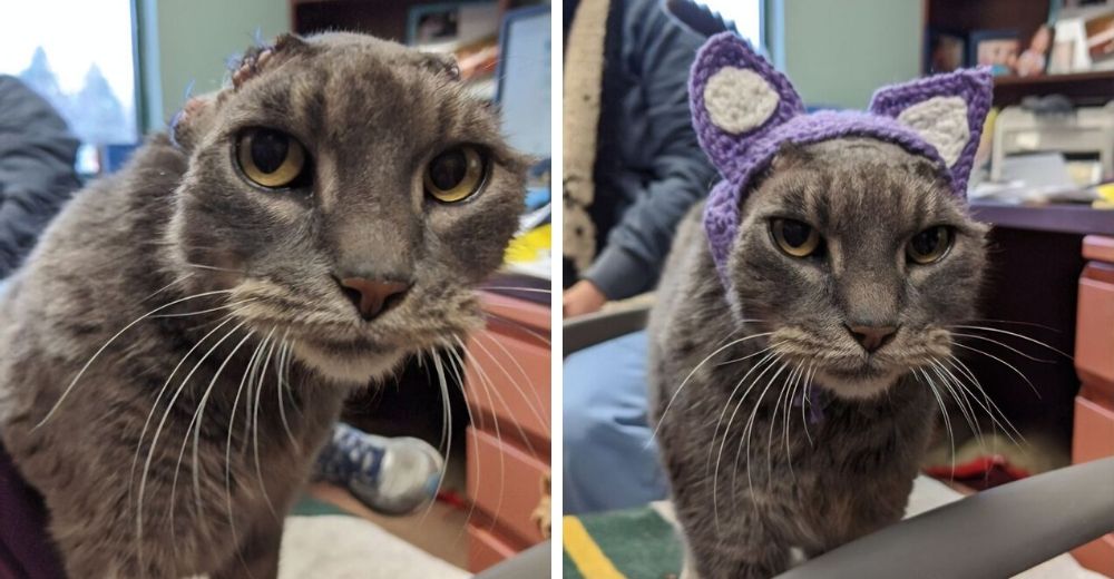 Gatita que perdió sus orejas es adoptada gracias a las orejitas de ganchillo que le regalaron