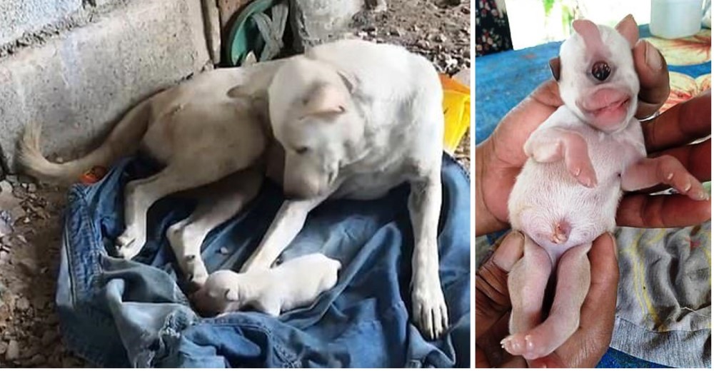 Nace un cachorro con un solo ojo y creen que es signo de buena suerte Nace un cachorro con un solo ojo y creen que es signo de buena suerte