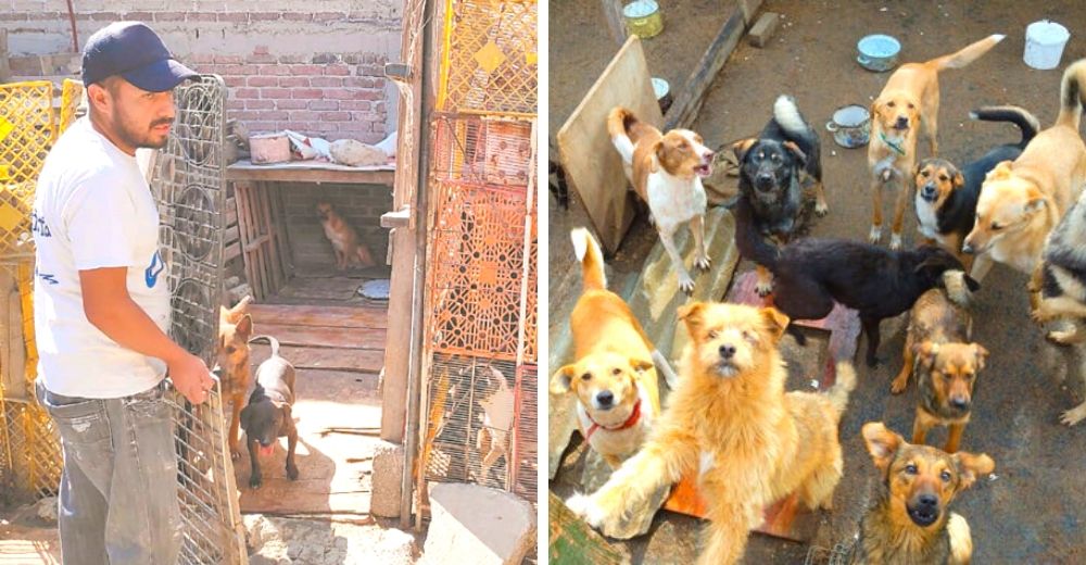 Daniel, el verdadero «ángel guardián» que adaptó su hogar para acoger a 70 perritos callejeros Daniel, el verdadero «ángel guardián» que adaptó su hogar para acoger a 70 perritos callejeros