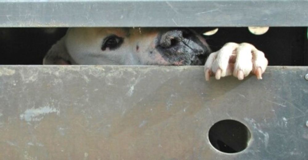 Desmantelan una red de peleas clandestinas y logran rescatar con vida a 21 perritos devastados Desmantelan una red de peleas clandestinas y logran rescatar con vida a 21 perritos devastados