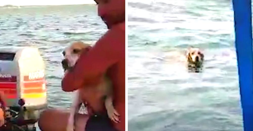 Unos humildes pescadores luchan para salvar al perrito que fue abandonado en el mar Unos humildes pescadores luchan para salvar al perrito que fue abandonado en el mar