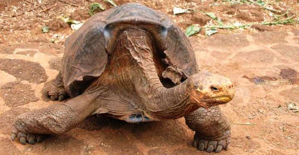 Diego, la famosa tortuga semental, regresa a su hábitat a descansar después de tanto aparearse