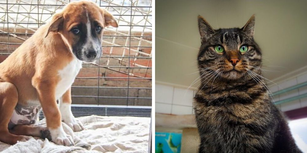 Aprueban una ley que exime de impuestos a quienes decidan adoptar una mascota Aprueban una ley que exime de impuestos a quienes decidan adoptar una mascota