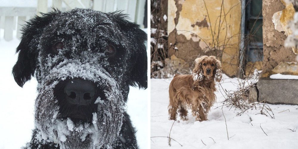Ciudad prohíbe dejar en la intemperie en la noche o en climas extremos a las mascotas Ciudad prohíbe dejar en la intemperie en la noche o en climas extremos a las mascotas