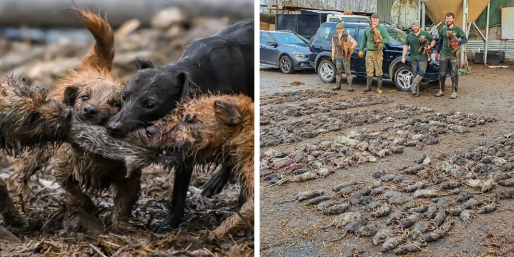 Héroes caninos antiplagas pasan 7 horas acabando con la vida de más de 700 ratas