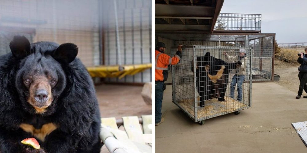 Liberan a un oso que estuvo encerrado durante décadas gracias a la presión en las redes