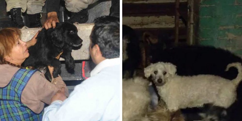 Los 40 perritos que suplicaron auxilio para ser liberados de su dueña con «Síndrome de Noé» Los 40 perritos que suplicaron auxilio para ser liberados de su dueña con «Síndrome de Noé»