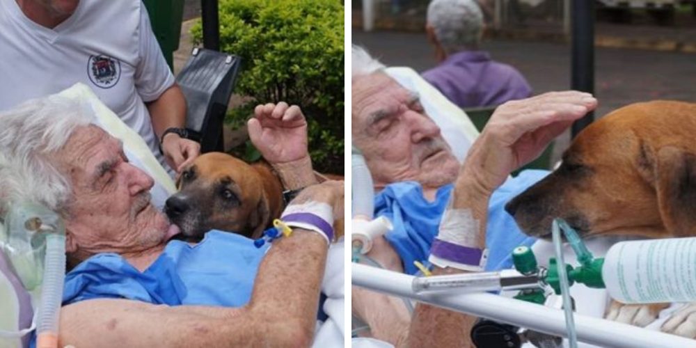 Perro visita a quien más ama en el hospital para devolverle la esperanza de vivir