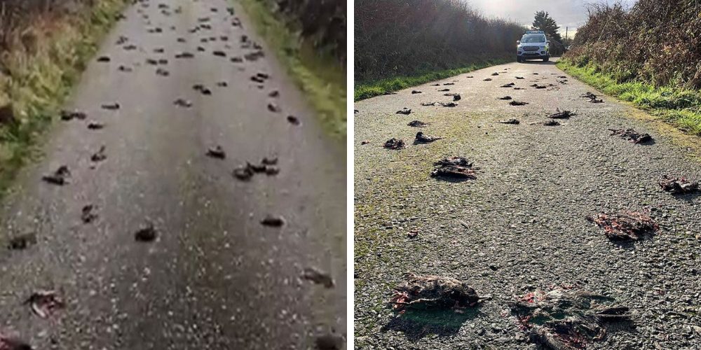 El misterio de los cientos de aves que cayeron del cielo y murieron sin razón ha sido resuelto