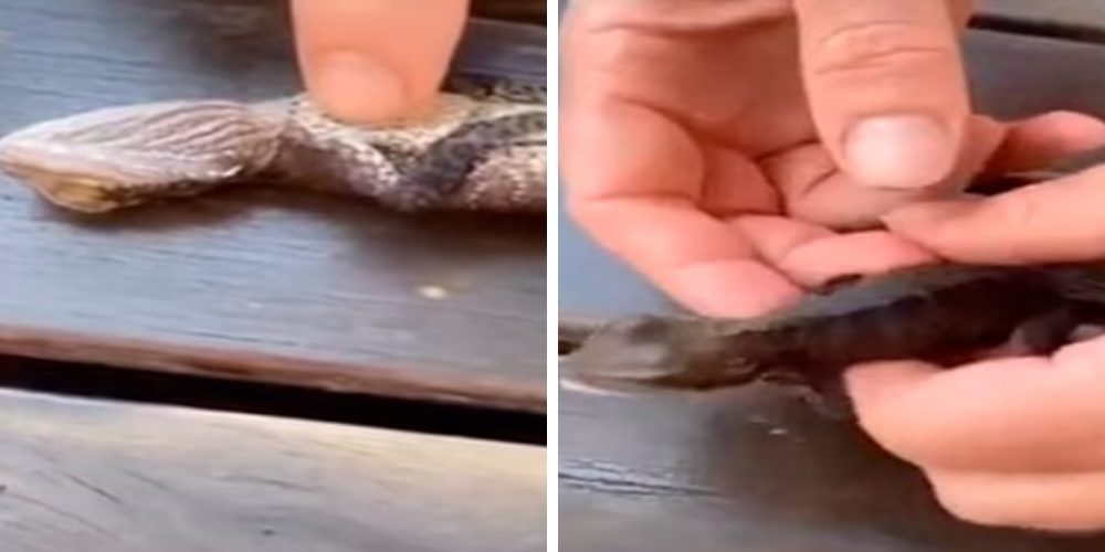 Un increíble bombero salva la vida de un pequeño lagarto haciéndole reanimación cardiopulmonar Un increíble bombero salva la vida de un pequeño lagarto haciéndole reanimación cardiopulmonar